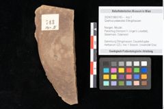 Foto (Objekt + Etikett) von Quercus palaeoilex Ettingshausen (NHMW-GEO-2024-0188-0743)